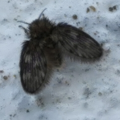 Psychodinae