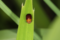 Platymela sticticollis