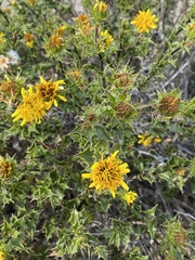 Berkheya spinosa