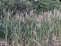 Typhaceae