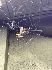 Arthropoda