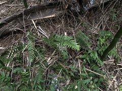 Cyrtomium