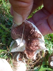 Agaricus campestris