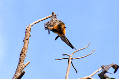 Pteropus poliocephalus