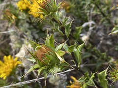 Berkheya spinosa