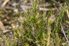 Distichlis distichophylla