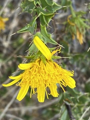 Berkheya spinosa