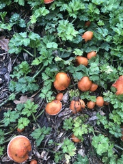 Leratiomyces ceres