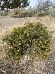 Berkheya spinosa