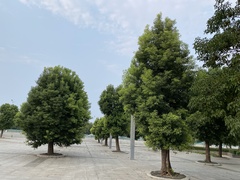 Cinnamomum camphora