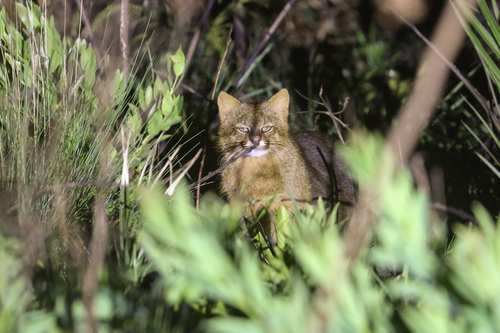 Brazilian Pampas Cat