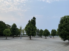 Cinnamomum camphora