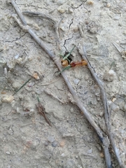 Microhodotermes viator