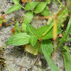 Spigelia