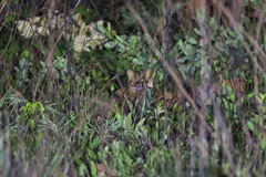 Leopardus braccatus