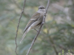 Pachycephala pectoralis