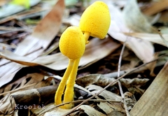 Leucocoprinus