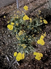 Achillea filipendulina