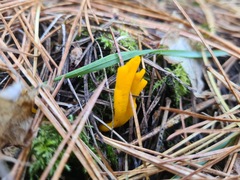 Calocera viscosa