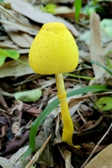 Leucocoprinus