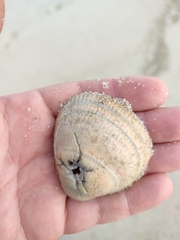 Laevicardium crassum