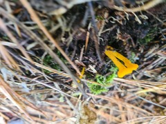Calocera viscosa