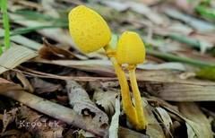 Leucocoprinus