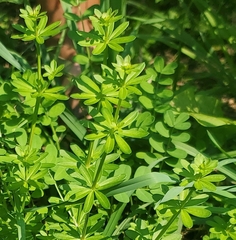 Galium