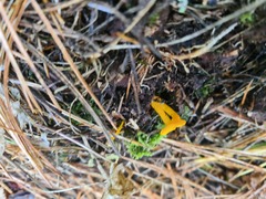 Calocera viscosa
