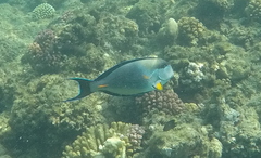 Acanthurus sohal