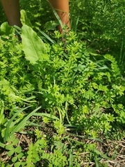 Galium