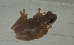 Litoria rubella