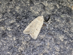 Caradrina montana