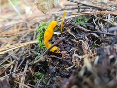 Calocera viscosa