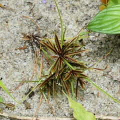 Cyperus bipartitus