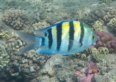 Abudefduf vaigiensis