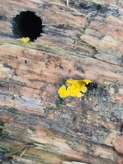 Calycina citrina