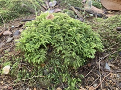 Racopilum cuspidigerum