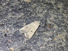 Caradrina montana