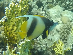 Heniochus intermedius