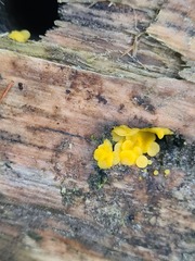 Calycina citrina