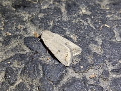 Caradrina montana
