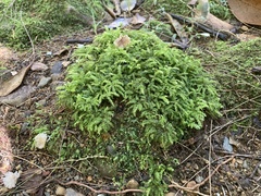 Racopilum cuspidigerum