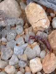 Lithobiomorpha