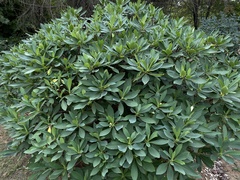 Edgeworthia chrysantha