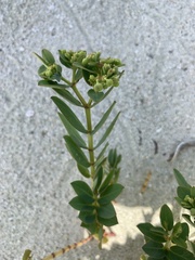 Euphorbia
