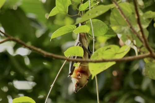 Temotu Flying-fox (Pteropus nitendiensis) — Endangered Mammalia