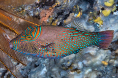 Canthigaster amboinensis