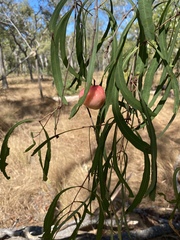 Syzygium eucalyptoides