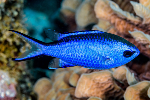 Blue Chromis